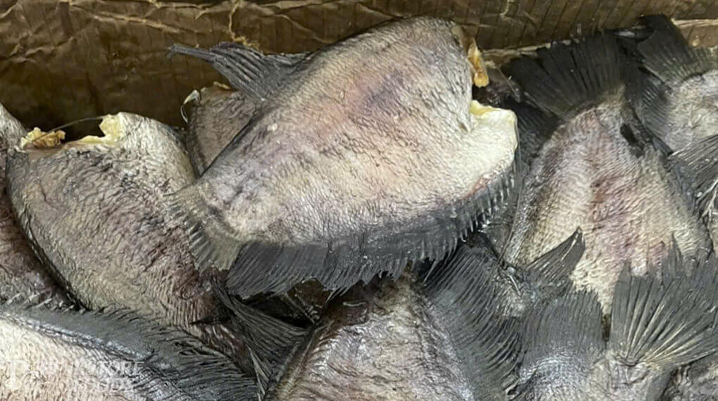 Khô sặc bổi 3 nắng không đầu 500g trong thùng sau khi vừa xuống giàn