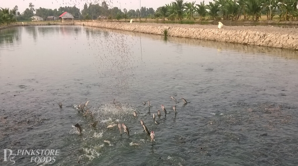 Cá lóc tươi ngon từ Đồng Tháp làm khô cá lóc xẻ 3 nắng